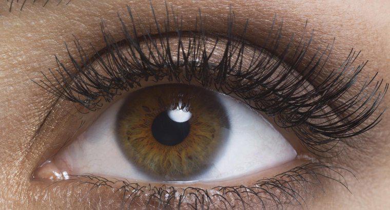Quel pourcentage de la population a les yeux bruns ?