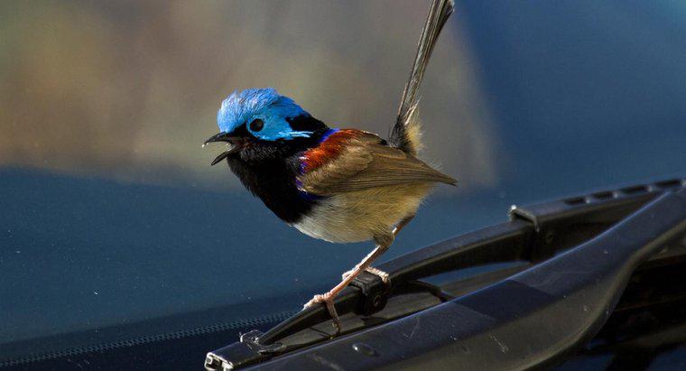 Quelle est la superstition à propos d'un oiseau frappant un pare-brise ?