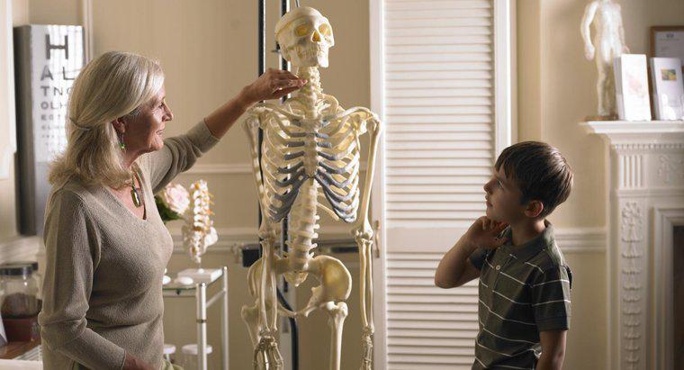 Quelles sont les principales fonctions du système squelettique ?