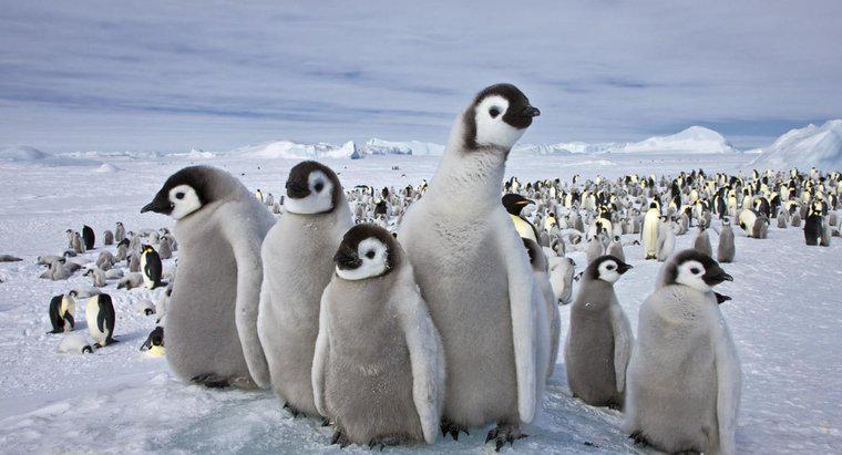 Quels animaux vivent au pôle Sud ?