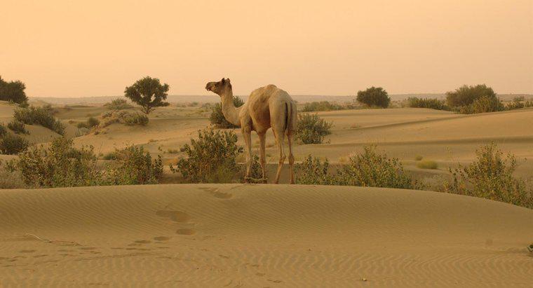 Où se trouve le désert du Thar ?
