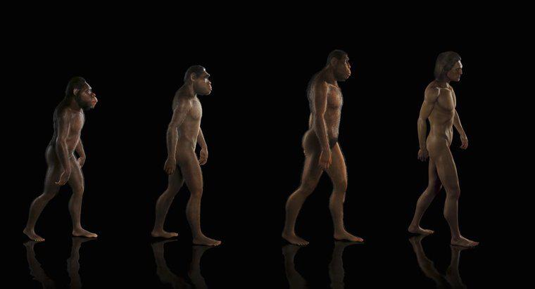 Qu'est-ce que la théorie de l'évolution ?