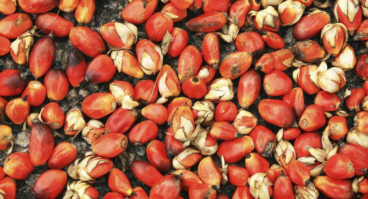 Quels sont les avantages de l'huile de palme rouge ?