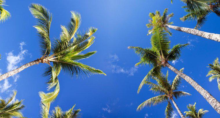 Quels sont les faits intéressants sur les palmiers ?