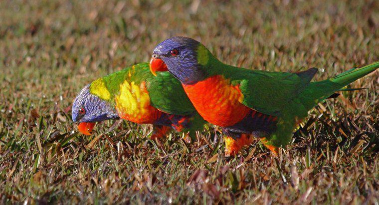 Les oiseaux sont-ils attirés par les couleurs vives ?