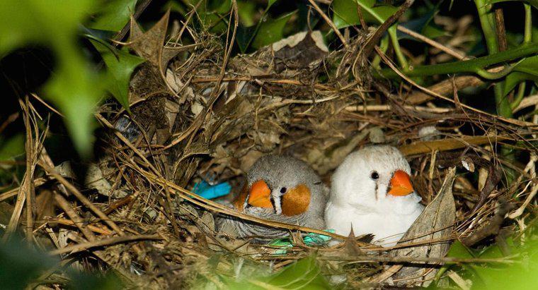 Pourquoi les oiseaux construisent-ils des nids ?