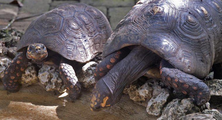 Comment s'appelle un groupe de tortues ?