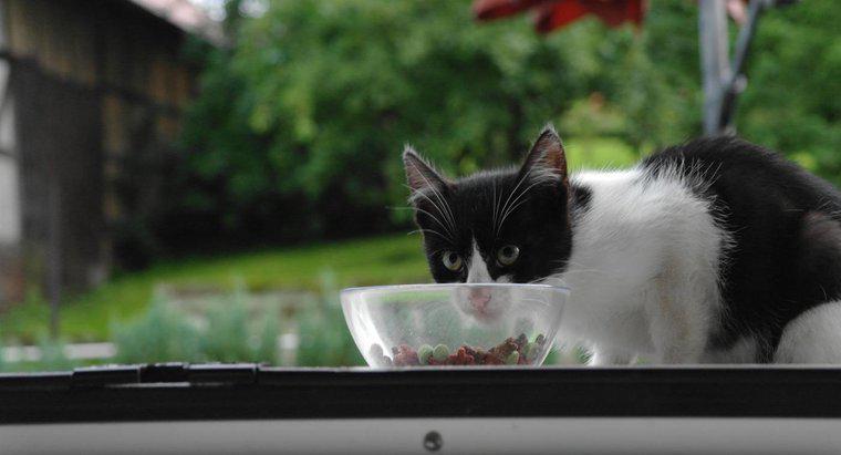 Quand mon chaton peut-il commencer à manger de la nourriture pour adultes ?
