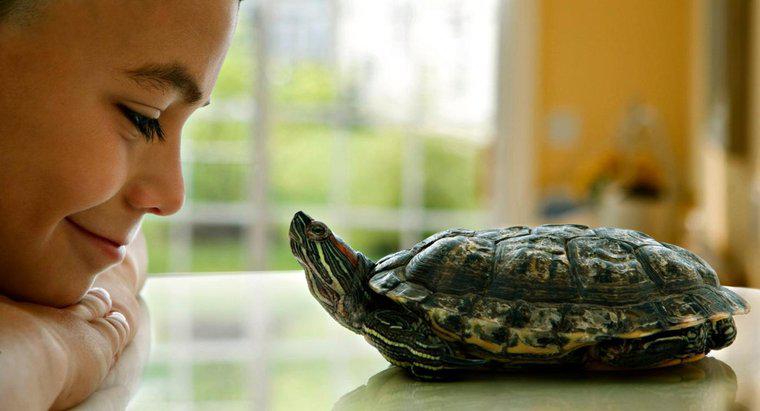 Combien de temps vivent les tortues de compagnie ?