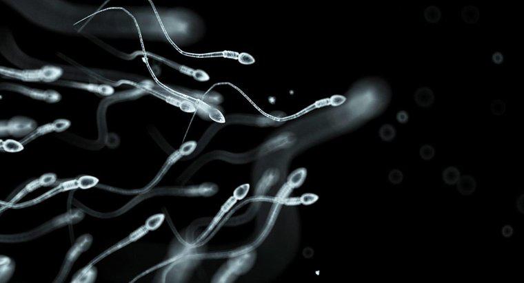 Qu'est-ce que les spermatozoïdes ?