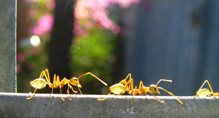 Combien pèsent les fourmis ?