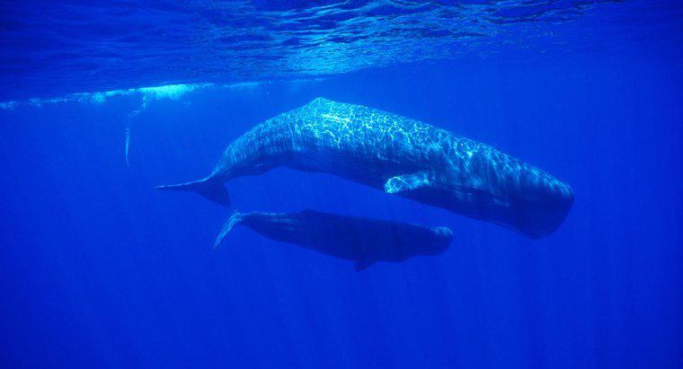 Quel est le nom d'une baleine femelle ?