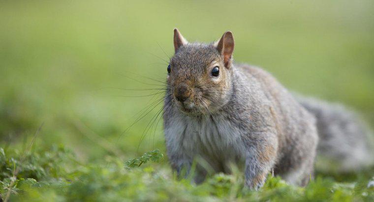 Comment garder les écureuils hors d'un grenier ?