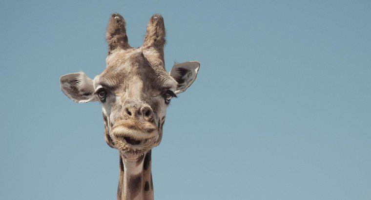 Qu'est-ce qu'une girafe pygmée ?
