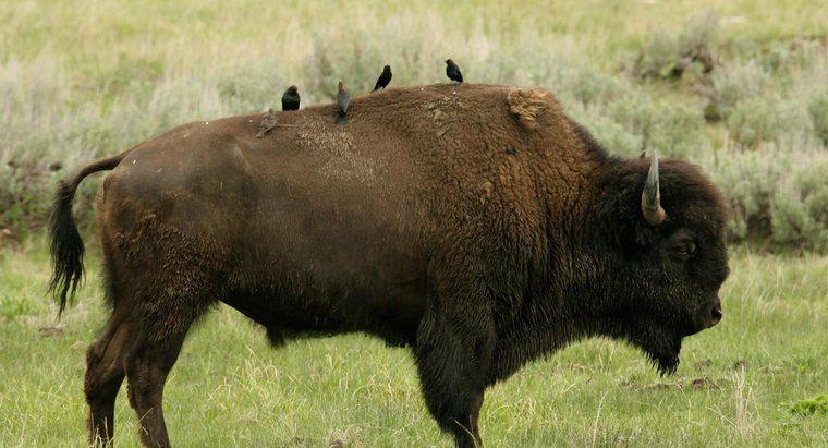 Quelle est la symbiose entre un vacher et un bison ?