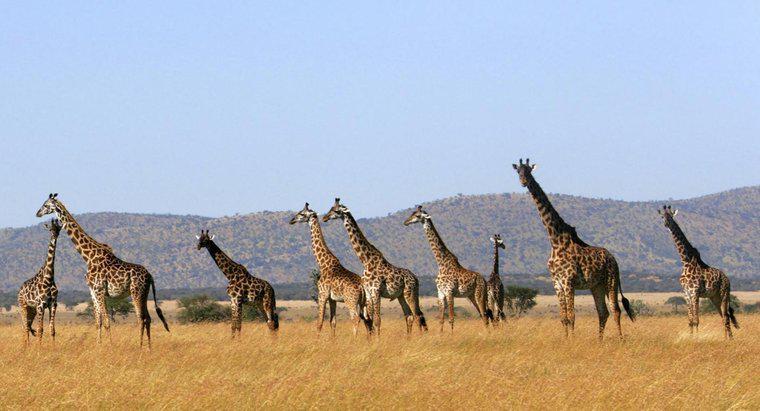 Comment appelle-t-on un groupe de girafes ?