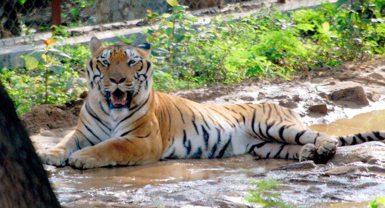 Pourquoi les tigres sont-ils des animaux de camouflage ?
