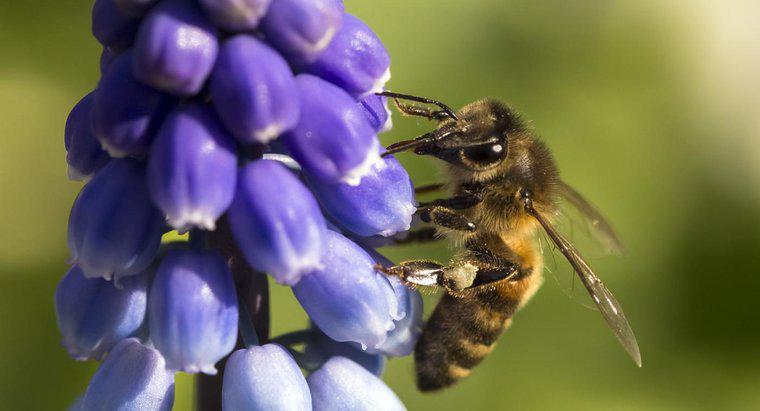 Quels sont les avantages et les inconvénients de la pollinisation croisée ?