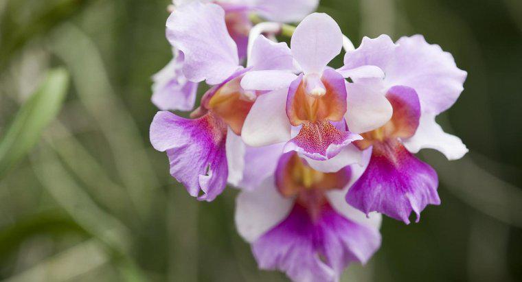 Quelle est la signification d'une orchidée ?