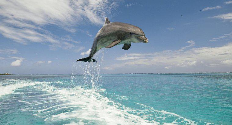 Dans quels climats vivent les dauphins ?