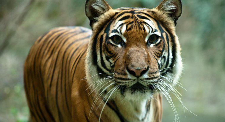 Pourquoi les tigres sont-ils menacés d'extinction ?