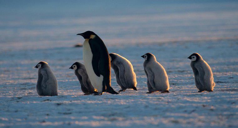 Comment s'appelle une mère pingouin ?