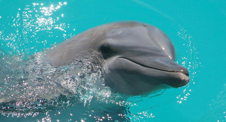 Combien de temps vivent les dauphins ?