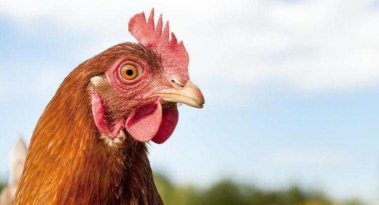 Pouvez-vous hypnotiser un poulet?