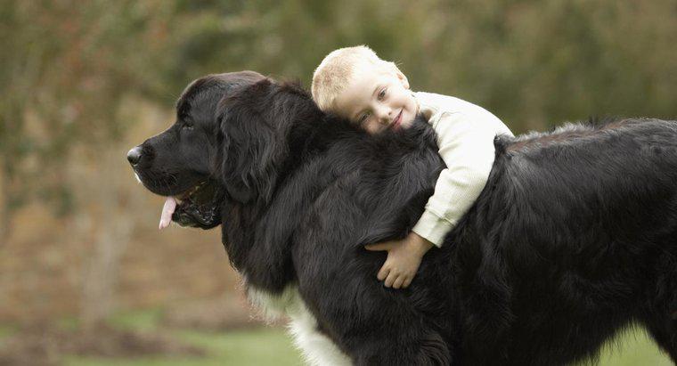 Quels sont les chiens géants doux?