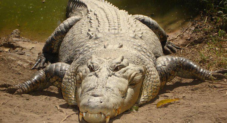 Quelles sont les caractéristiques d'un crocodile ?