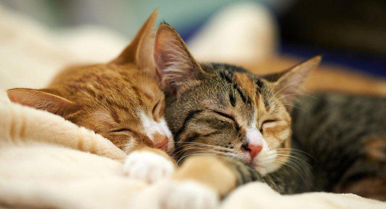 Quel pourcentage de leur journée les chats passent-ils à dormir ?