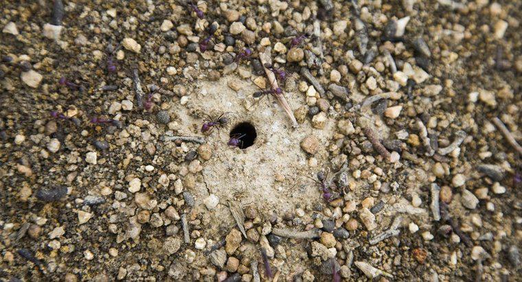 Où vivent les fourmis ?
