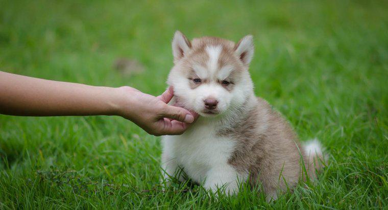 Où trouver des huskies sibériens miniatures ?