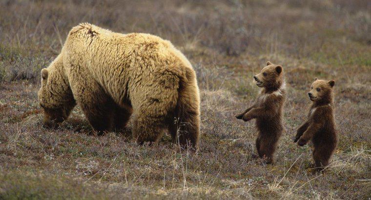 Comment s'appelle un jeune ours ?