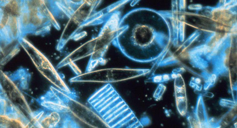 Comment les diatomées et les dinoflagellés se comparent-ils ?