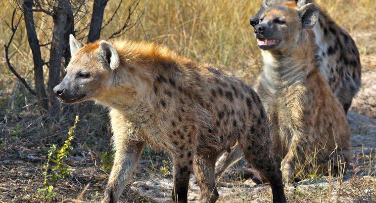 Quels sont certains des prédateurs de la hyène ?