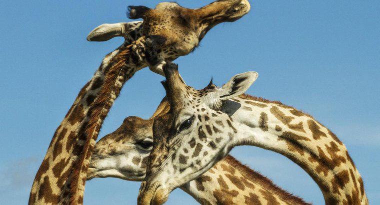 Les girafes font-elles du bruit ?