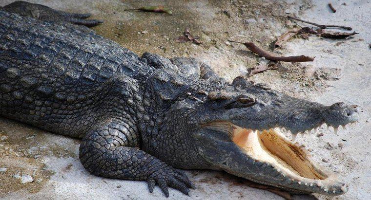 Les crocodiles pondent-ils des œufs ?