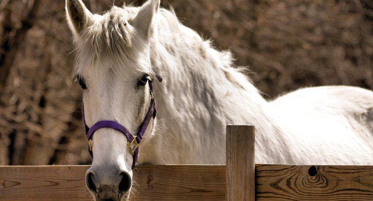 Quelle est la différence entre un cheval et un zèbre ?