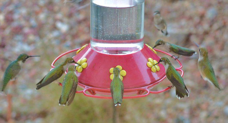 Comment faire du nectar de colibri ?