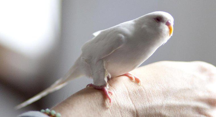 Qu'est-ce qu'une perruche albinos ?