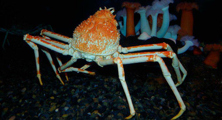 Quel est le plus gros type de crabe au monde ?