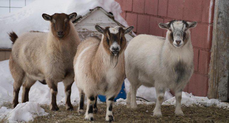 Où pouvez-vous trouver des mini chèvres naines disponibles à la vente ?