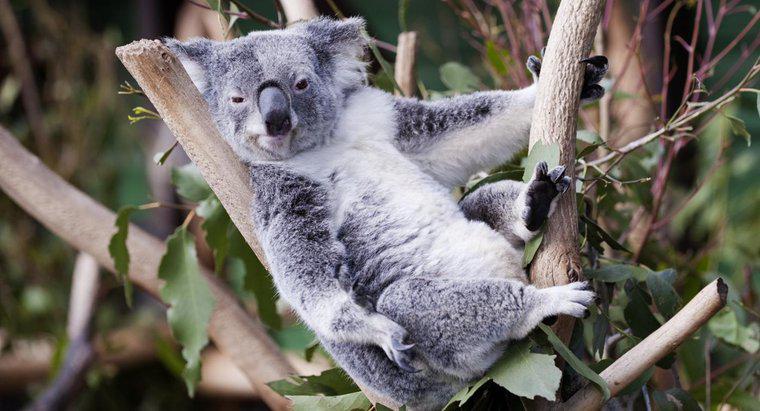 Où vivent les koalas ?