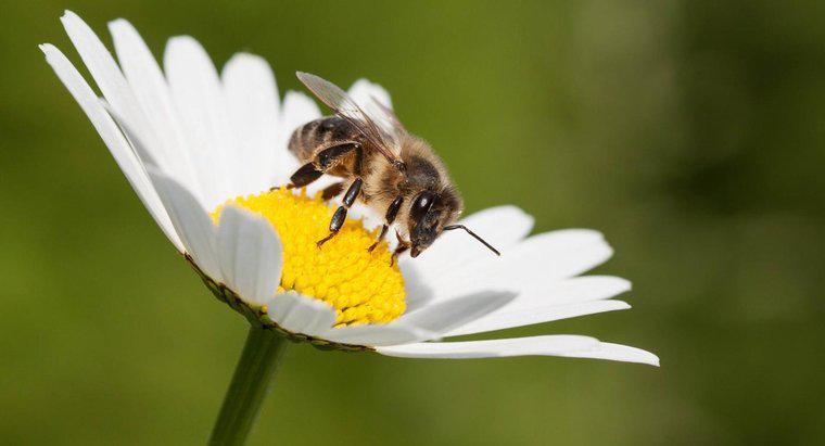 Combien de temps vivent les abeilles ?