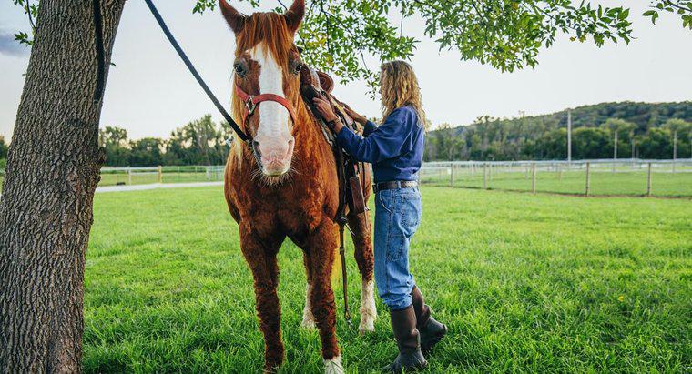 Combien cela coûte-t-il généralement d'acheter et de garder un cheval ?