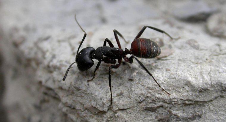 Combien de pattes les fourmis ont-elles ?