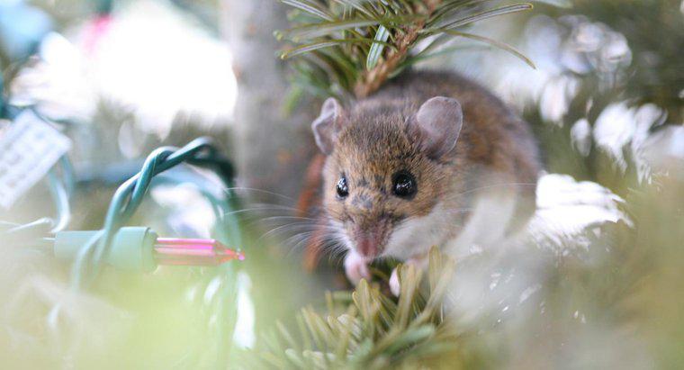 Les souris sont-elles allergiques à la menthe poivrée ?