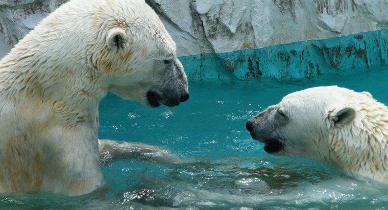 Les ours polaires vivent-ils au pôle Nord ?