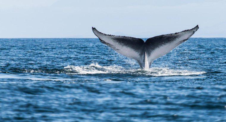 Depuis combien de temps les baleines sont-elles sur Terre ?
